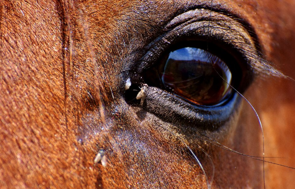Flying close up eyes