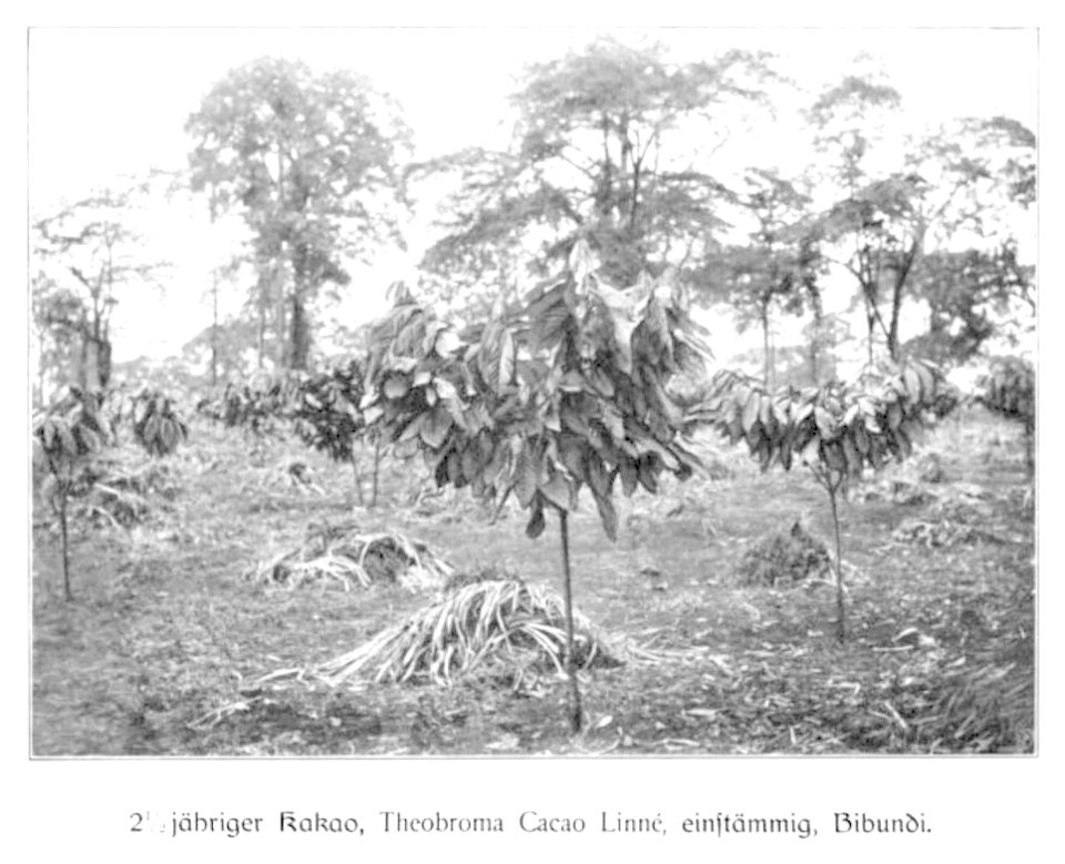 WOHLTMANN(1904) p014 - 2,5-jähriger Kakao, einstämmig, Bibundi
