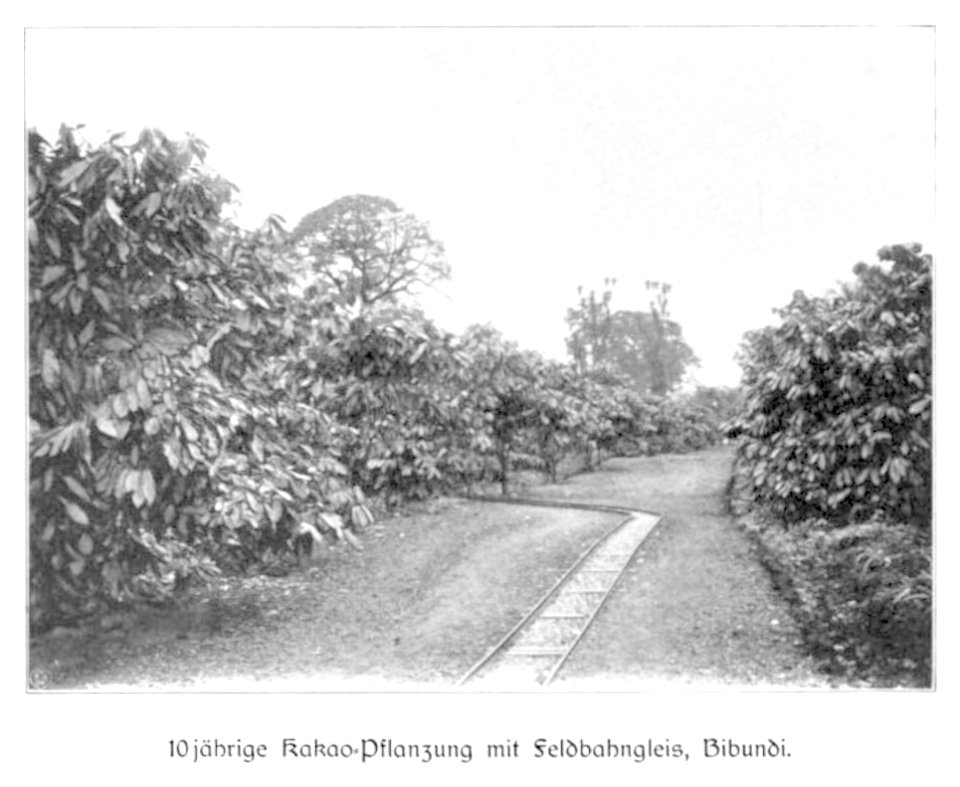 WOHLTMANN(1904) p018 - 10-jährige Kakao-Pflanzung, Bibundi, Feldbahngleis
