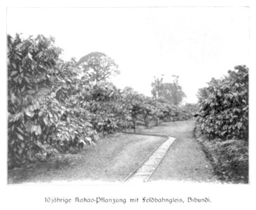 WOHLTMANN(1904) p018 - 10-jährige Kakao-Pflanzung, Bibundi, Feldbahngleis