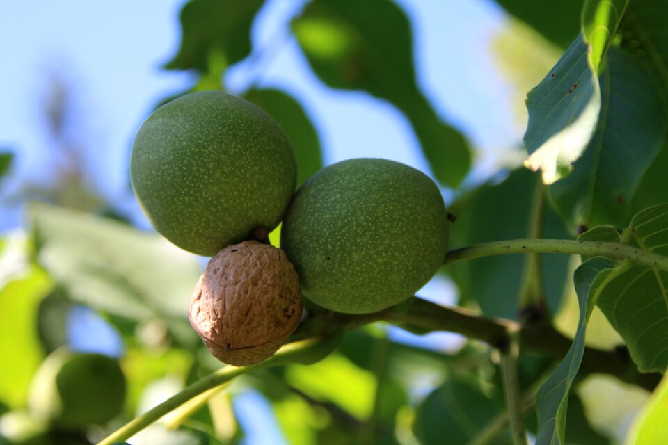 Green nuts nature