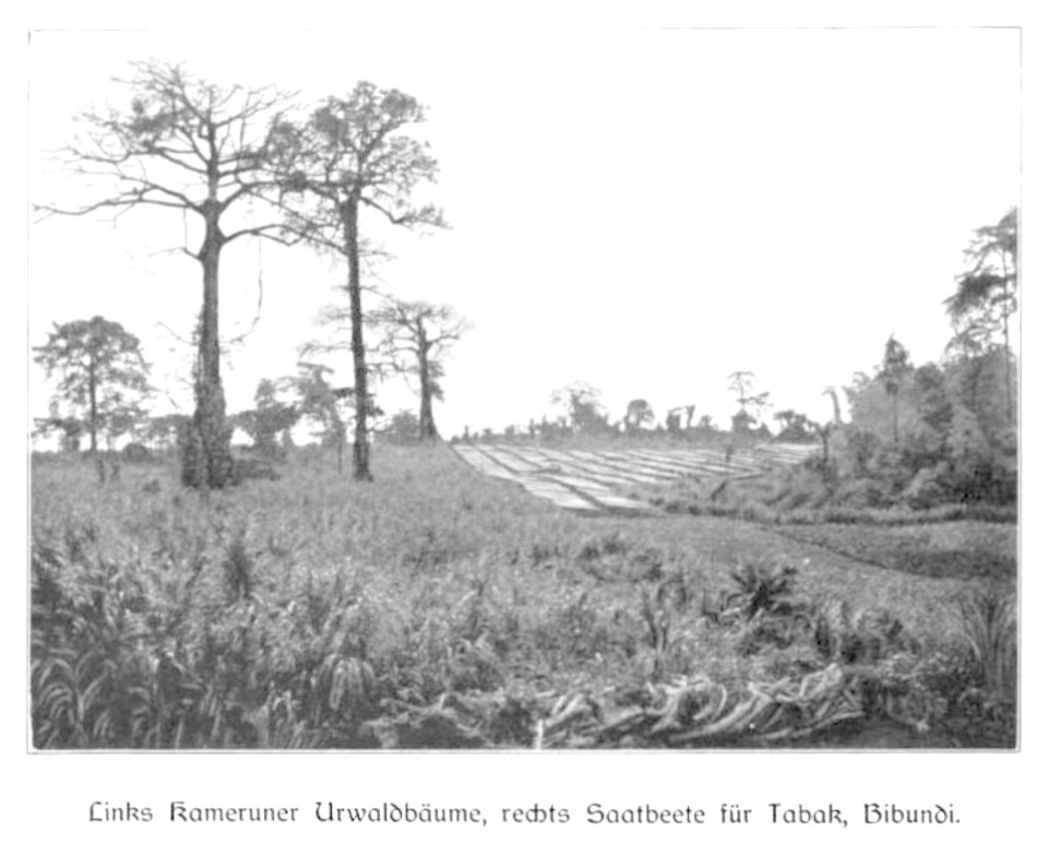 WOHLTMANN(1904) p022 Links Kameruner Urwaldbäume, rechts Saatbeete für Tabak, Bibundi
