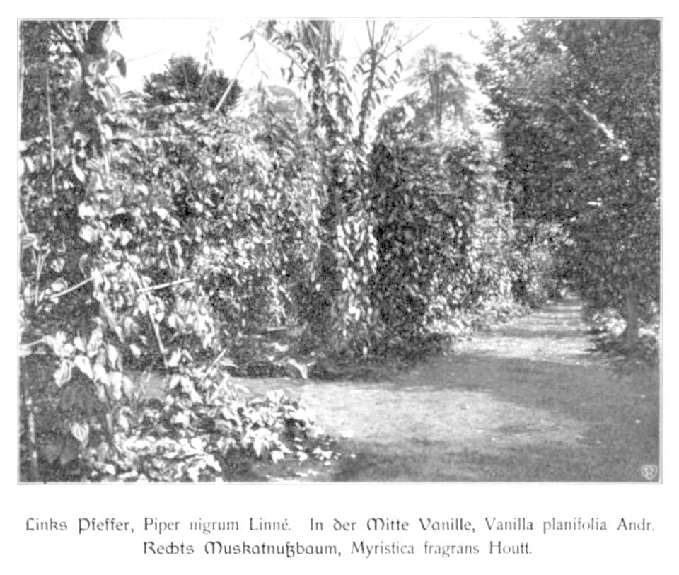 WOHLTMANN(1904) p026 Studien mit Pfeffer, Vanille und Muskatnuß im Versuchsgarten der Station Viktoria