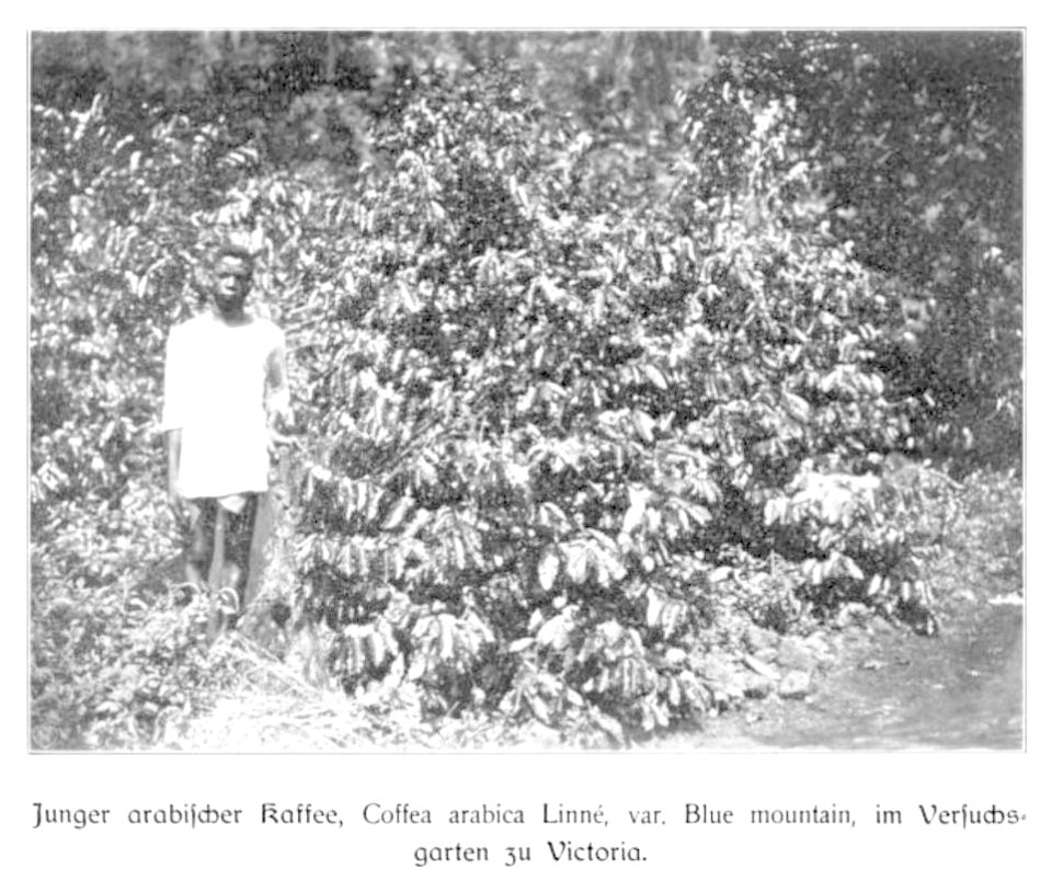 WOHLTMANN(1904) p030 Kafeebusch im Versuchsgarten der Station Viktoria
