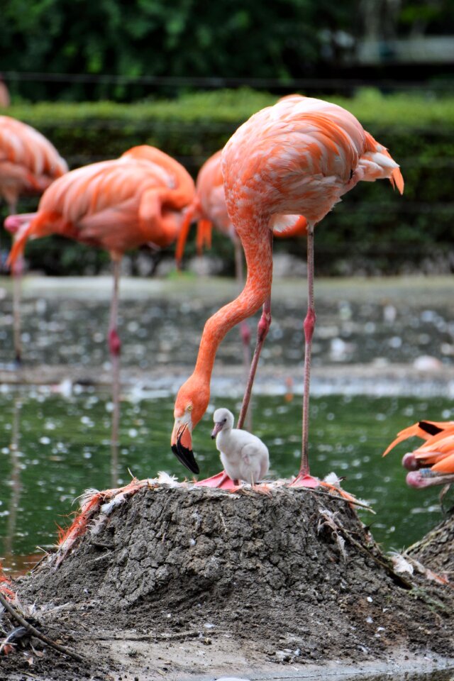 Pink water bird bird