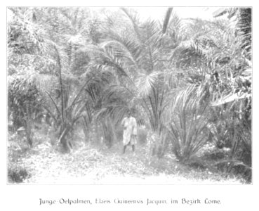WOHLTMANN(1904) p055 Junger Oelpalmenhain im Bezirk Lome