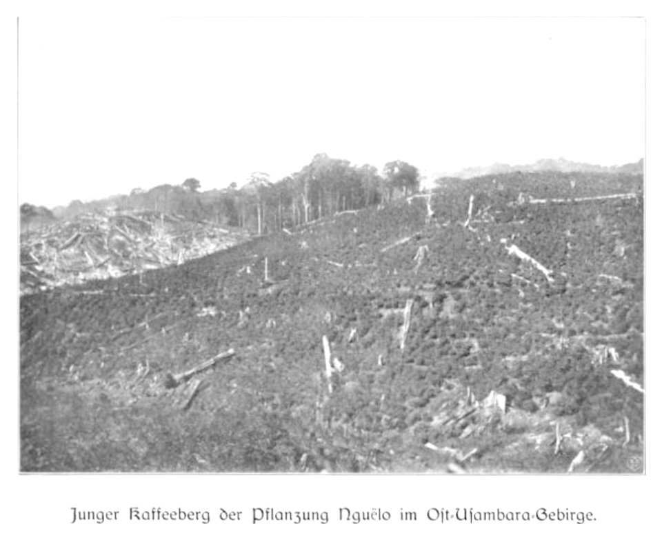 WOHLTMANN(1904) p083 Junge Kaffee-Pflanzung bei Nguelo im Usambaragebirge