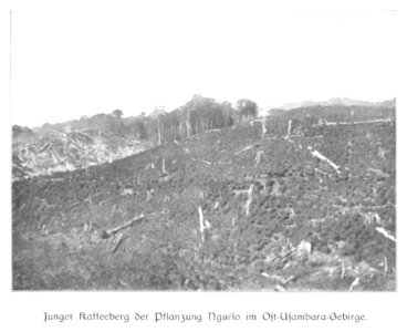 WOHLTMANN(1904) p083 Junge Kaffee-Pflanzung bei Nguelo im Usambaragebirge