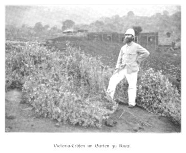 WOHLTMANN(1904) p077 Versuchsanbau von Viktoria-Erbsen in Kwai