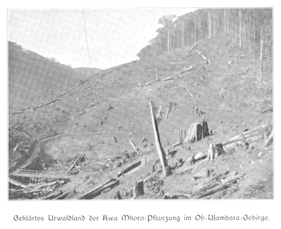 WOHLTMANN(1904) p081 Beräumte Urwaldpartie der Kwa Mkoro Pflanzung im Usambaragebirge