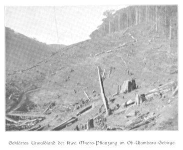 WOHLTMANN(1904) p081 Beräumte Urwaldpartie der Kwa Mkoro Pflanzung im Usambaragebirge