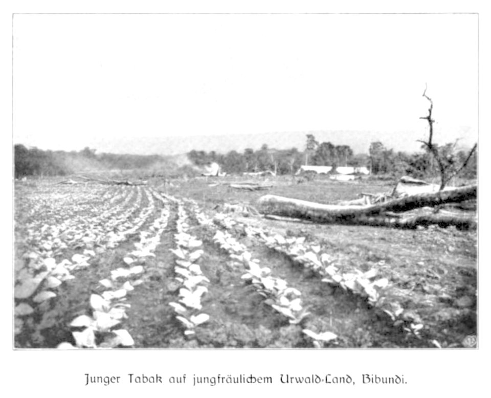 WOHLTMANN(1904) p023 Junger Tabak, Bibundi