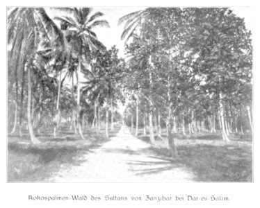 WOHLTMANN(1904) p091 Kokospalmen-Wald des Sultans von Zanzibar bei Dar-es-Salam