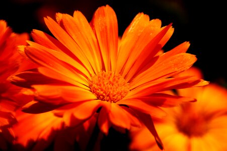 Plant gerbera macro