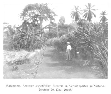 WOHLTMANN(1904) p031 Versuchsgarten der Station Viktoria, Direktor Preuß vor einer Kardamon Pflanze