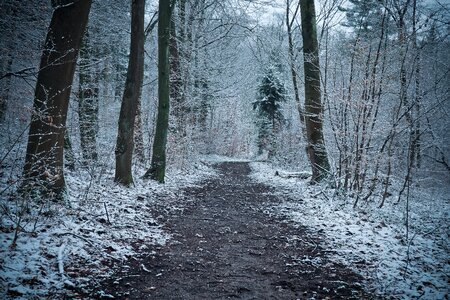 Frost snow cold photo