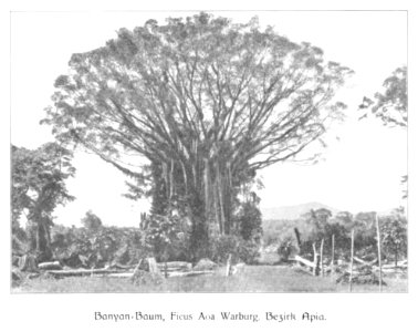 WOHLTMANN(1904) p118 Stattlicher Bayan-Baum im Bezirk Apia