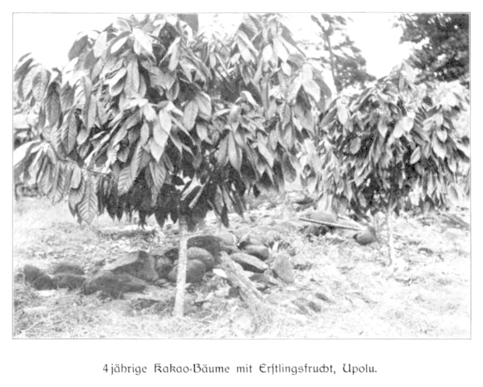 WOHLTMANN(1904) p110 - 4-jährige Kakao-Bäume mit Erstlingsfrucht, Upolu