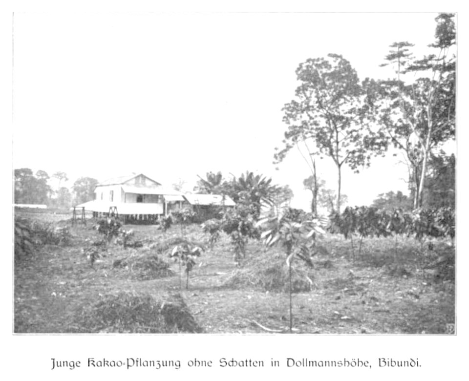 WOHLTMANN(1904) p013 Junge Kakao-Pflanzung ohne Schatten in Dollmannshöhe, Bibundi