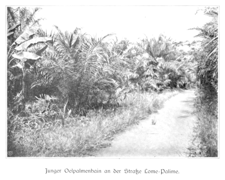 WOHLTMANN(1904) p056 Junger Oelpalmenhain an der Straße Lome-Palmine
