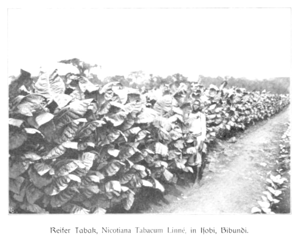 WOHLTMANN(1904) p021 Reifer Tabak in Isobi, Bibundi