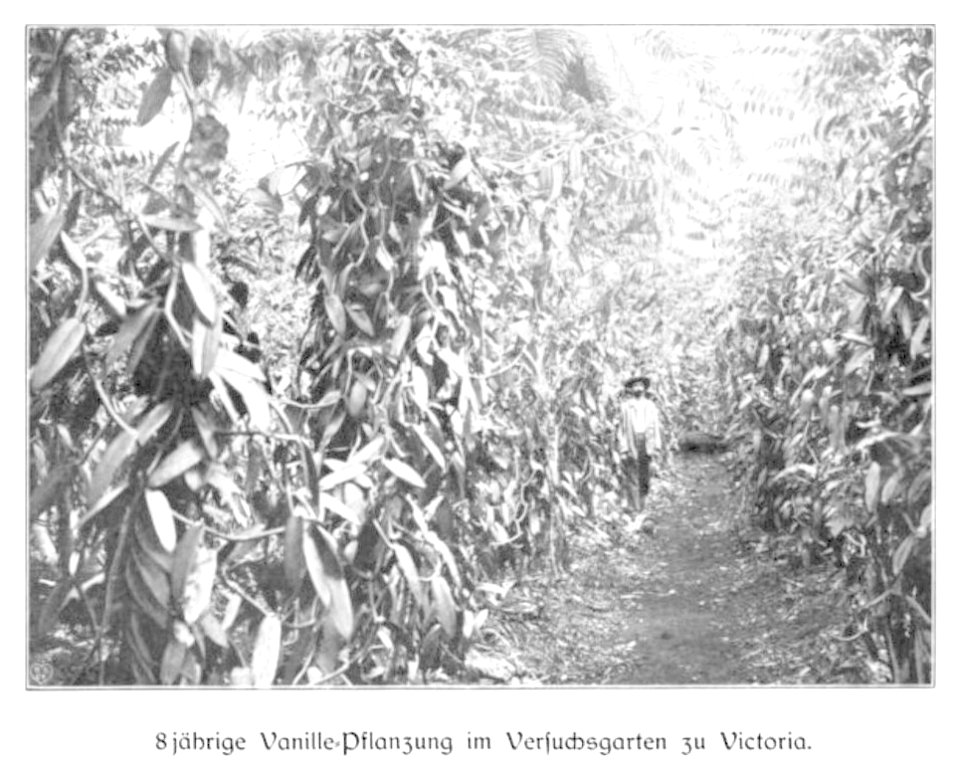 WOHLTMANN(1904) p029 - 8-jährige Vanille-Pflanzung im Versuchsgarten der Station Viktoria