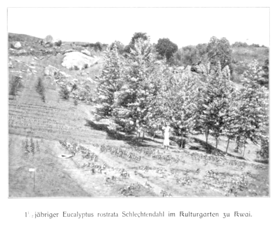 WOHLTMANN(1904) p078 - 1,5 jähriger Eukalyptus im Versuchsgarten Kwai