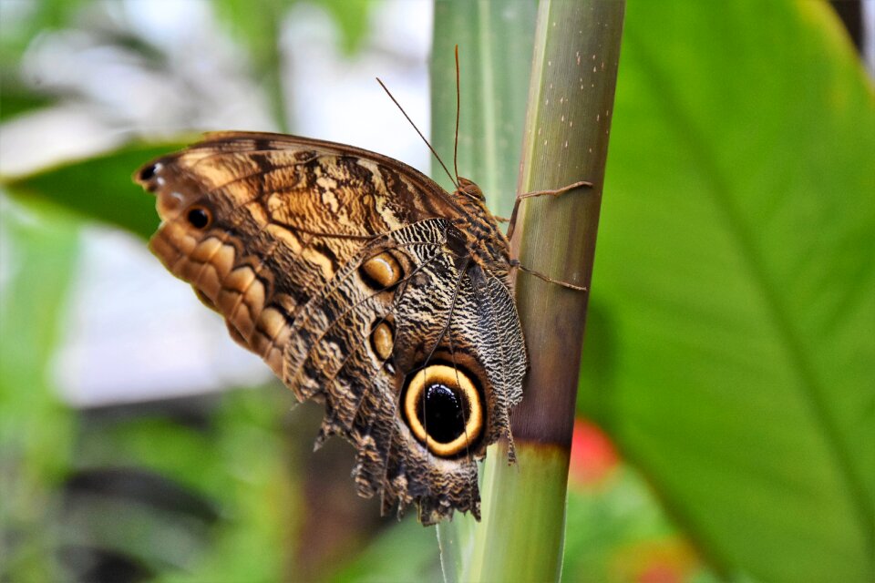 Insect wing large butterfly