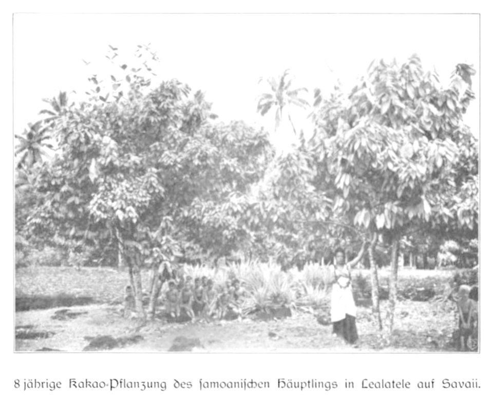 WOHLTMANN(1904) p111 - 8- jährige Kakao-Pflanzung auf Savaii