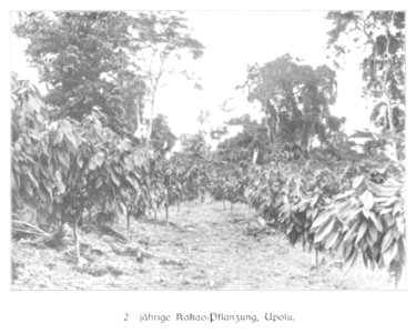 WOHLTMANN(1904) p109 - 2,5-jährige Kakao-Pflanzung, Upolu