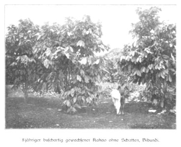 WOHLTMANN(1904) p017 - 8-jähriger buschartig gewachsener Kakao ohne Schatten, Bibundi