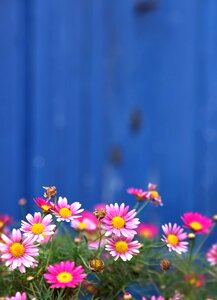 Flower outside garden