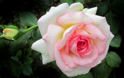 Plant bloom garden
