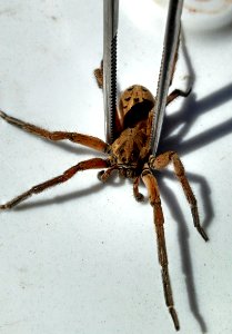 Wolf Spider (12310786043)