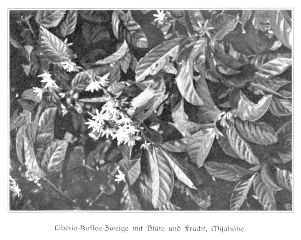 WOHLTMANN(1904) p063 Liberia-Kaffee, mit Blüte und Frucht, Bezirk Misahöhe