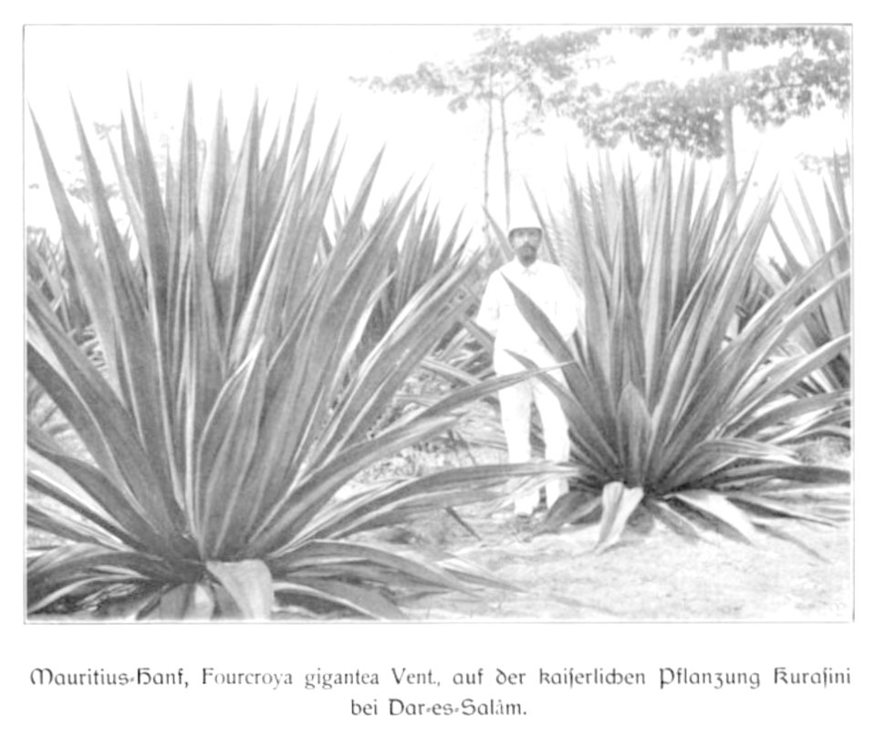 WOHLTMANN(1904) p088 Mauritius-Hanf auf der Kaiserlichen Pflanzung Kurasini bei Dar-es-Salam