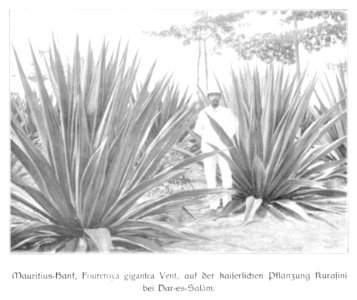 WOHLTMANN(1904) p088 Mauritius-Hanf auf der Kaiserlichen Pflanzung Kurasini bei Dar-es-Salam