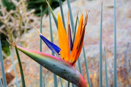 Exotic exotic flower blossom