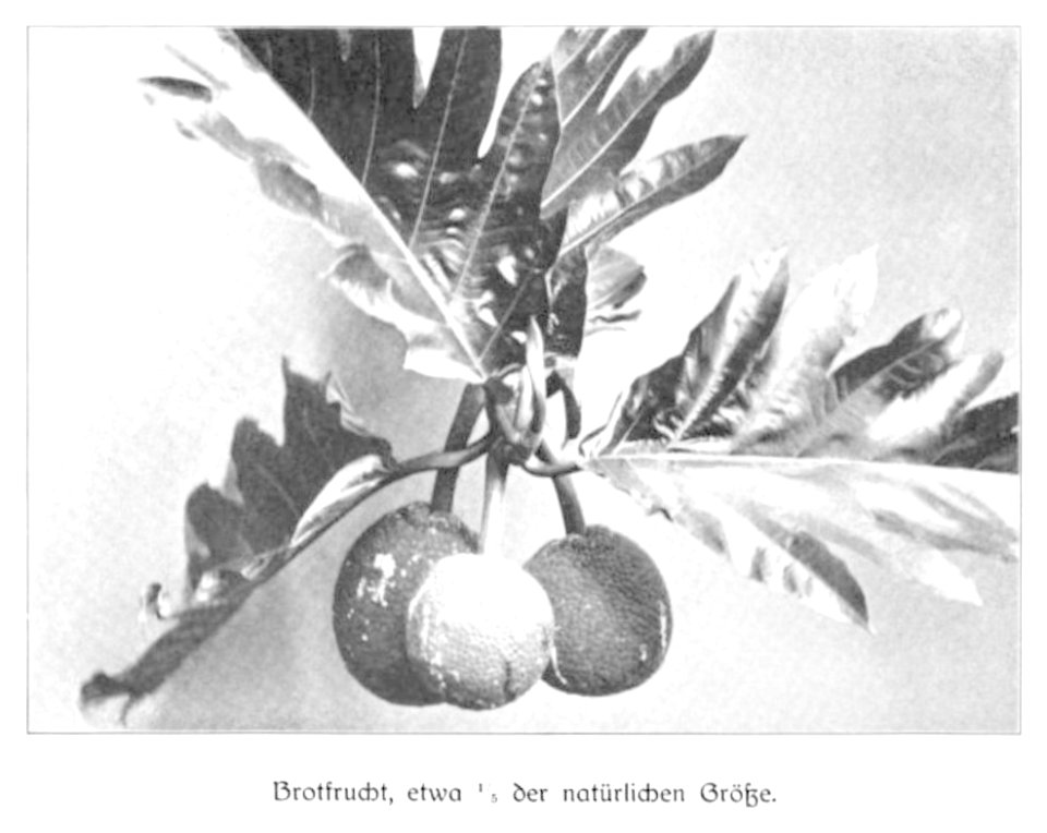 WOHLTMANN(1904) p116 Brotfrucht, etwa 0,2 der natürlichen Größe