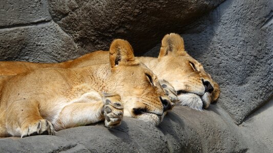 Hagenbeck zoo big cats nap photo