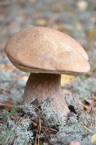 Autumn in the forest white mushroom photo