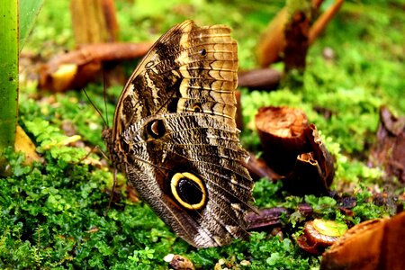 Eyes wing feeding