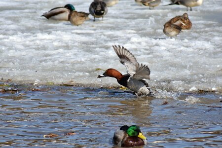 Bird wild birds waterfowl photo