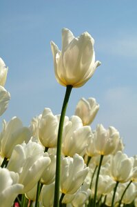 Garden tulip white