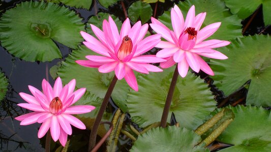 India flower bloom