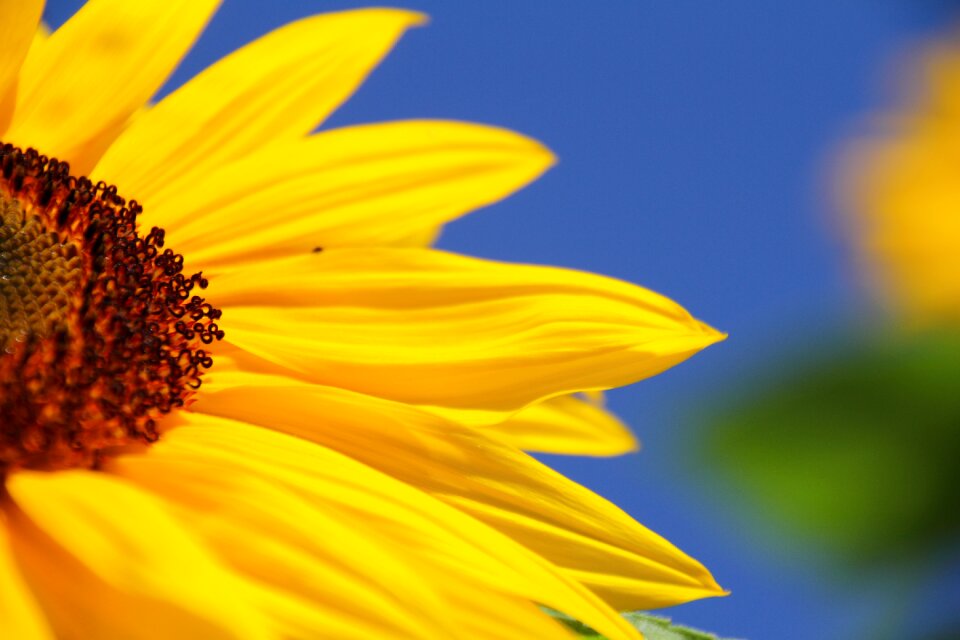 Field yellow flower flora