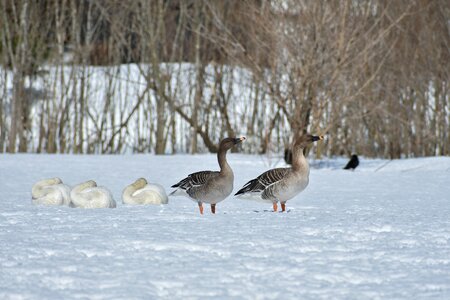 Waterfowl duck department heat blocks photo