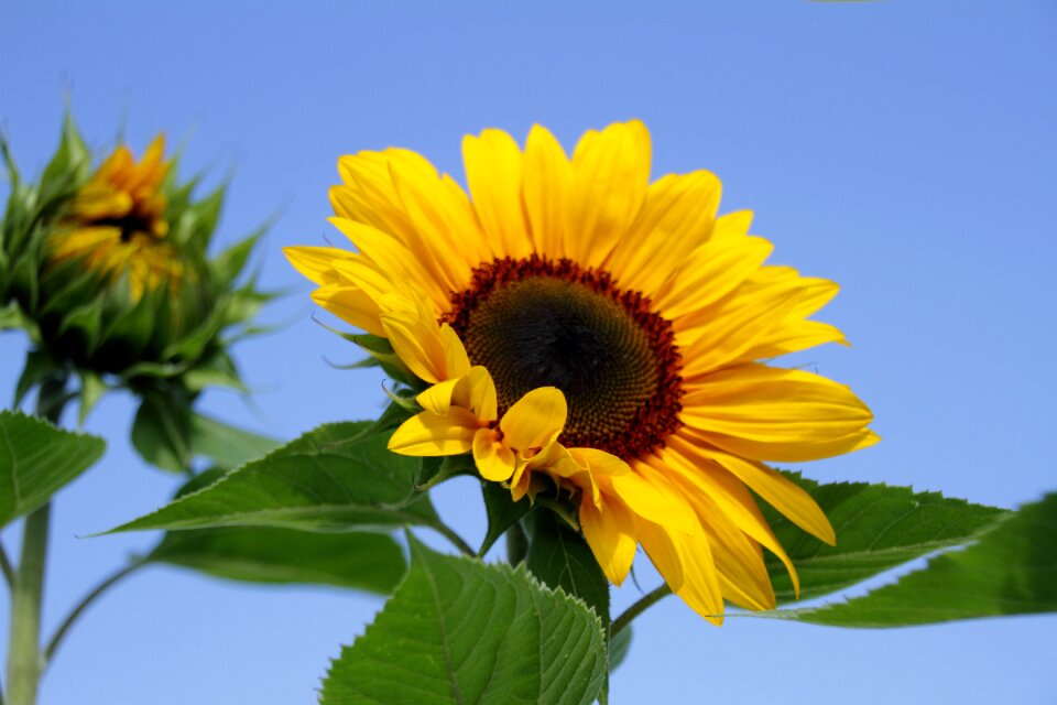 Field yellow flower flora