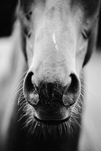 Nose hair black and white