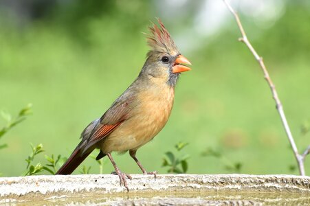 Animal wild cardinal